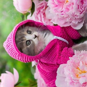 Cute kitten in pink hoodie in a peony field