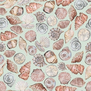 Seashells on Green