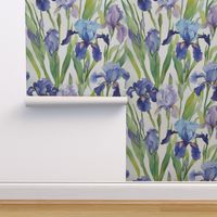 Blue and purple Irises