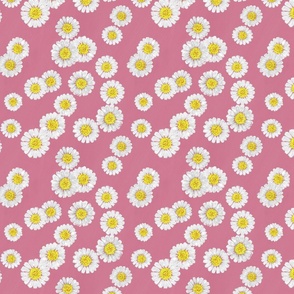 Simply Daisies - coral pink