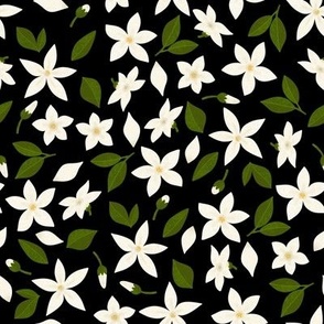Jasmine flowers and leaves / black background 