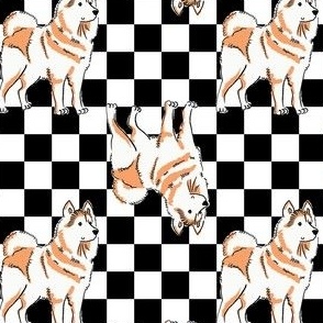 Small -  Alaskan Malamute on black and white checkerboard - sled dog hound - Pets Dogs - dog check