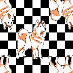 Large -  Alaskan Malamute on black and white checkerboard - sled dog hound - Pets Dogs - dog check