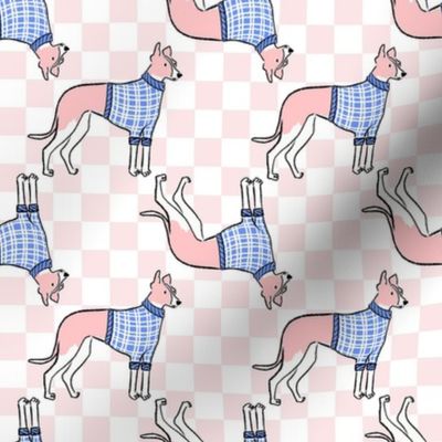 Small - Greyhound  with blue sweater on pink and white checkerboard - English Greyhound - racing dog - hunting dog - Pets Dogs - dog check
