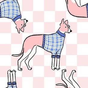 Medium - Greyhound  with blue sweater on pink and white checkerboard - English Greyhound - racing dog - hunting dog - Pets Dogs - dog check