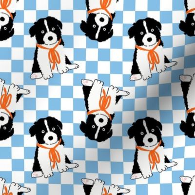 Small - Border Collie puppy on light blue and white checkerboard - Pets Dogs - dog check