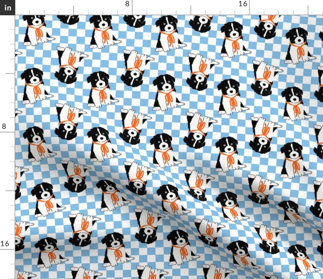 Small - Border Collie puppy on light blue and white checkerboard - Pets Dogs - dog check