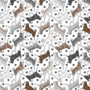 Trotting Alaskan Klee Kai and paw prints - white