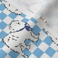 Small - Cute Samoyed dog on blue and white checkerboard - Pets Dogs - dog check - Bjelkier Samoiedskaya Sobaka