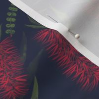 Medium Watercolor Australian Red Bottle Brush Flowers with Dulux Ahoy Midnight Blue Background