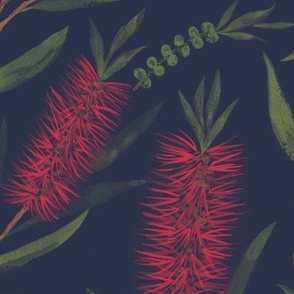 Large Watercolor Australian Red Bottle Brush Flowers with Dulux Ahoy Midnight Blue Background