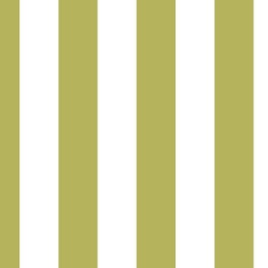Olive stripes