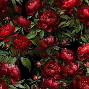 red peonies on black background oil painting 24x36