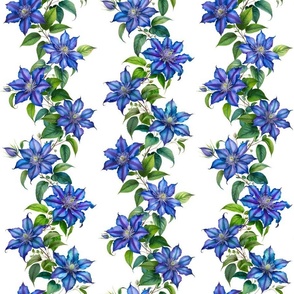 blue clematis vine, illustration