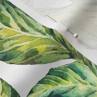 Greenery, tropical watercolor leaves on white