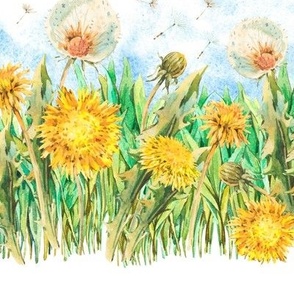 Watercolor spring yellow dandelion flowers on white