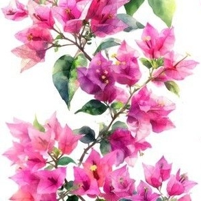 bouganvillea watercolor vine