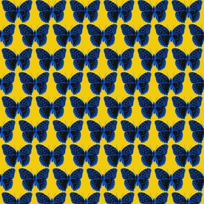 small spotted butterflies classic blue and black on gold