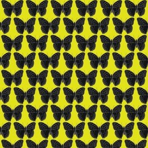 small spotted butterflies gray and black on lime