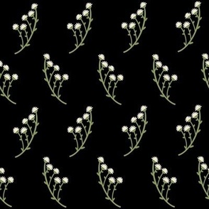 Small sprigs  of white flowers / white gypsophila / black background 
