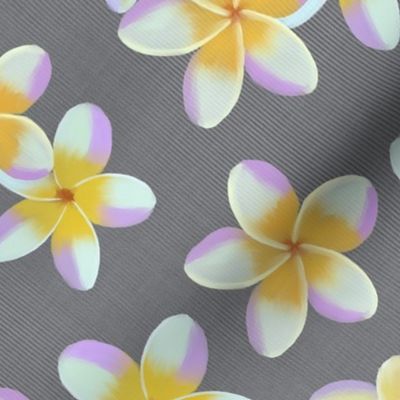 Frangipani on graybackground