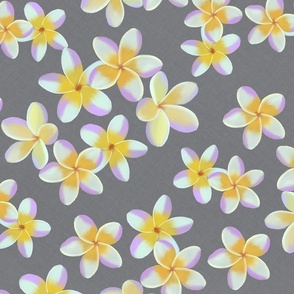 Frangipani on graybackground