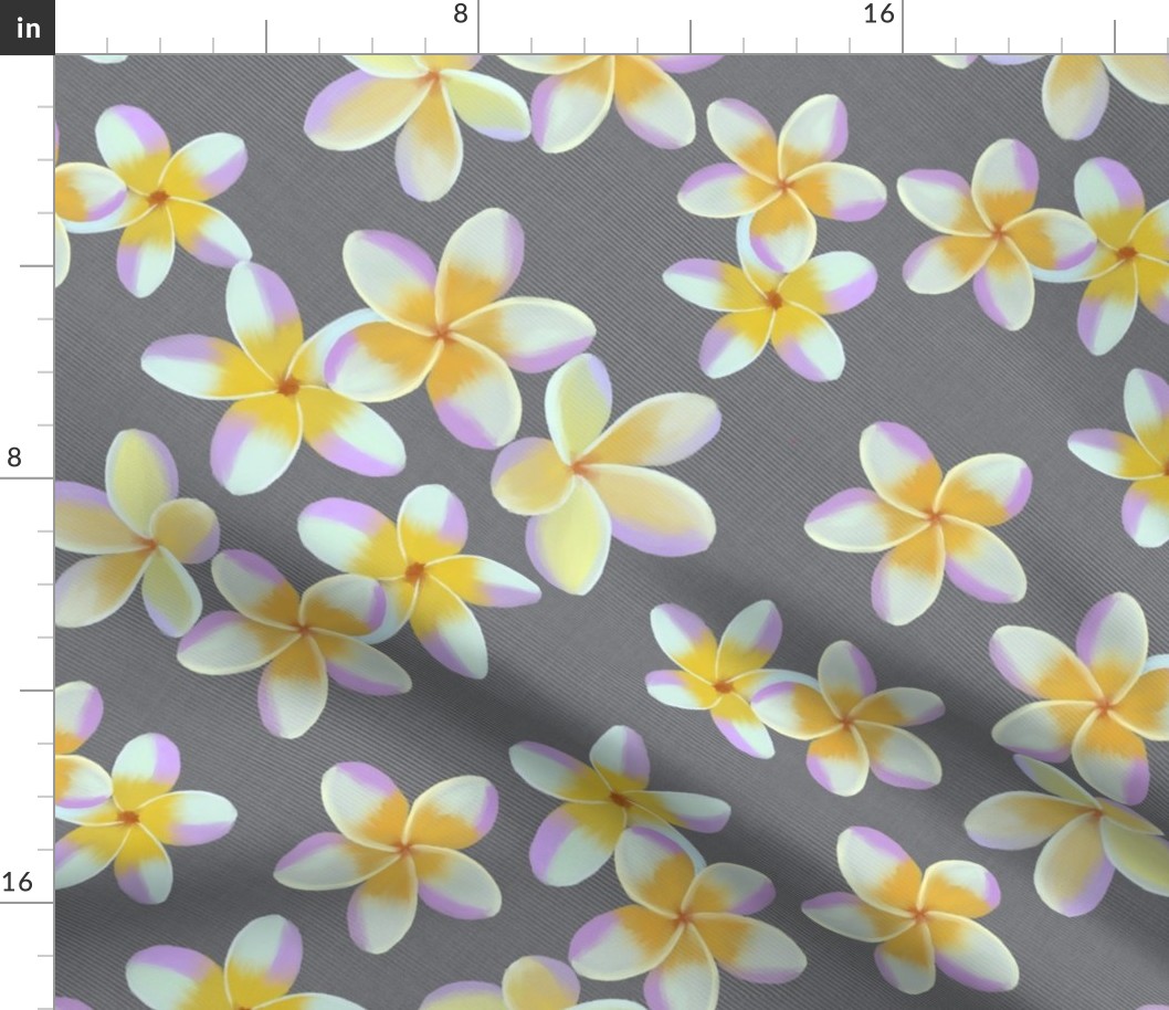 Frangipani on graybackground