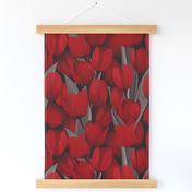 Passion - Red Tulips