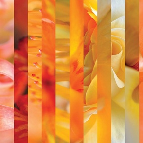 Possibility Blooms in Spring - Luscious, Energetic, Vibrant Stripes - Original Photography - Citrus Warm Colors - Bright Orange Butter Yellow Rich Red - Saturated Color - Joyful and Happy