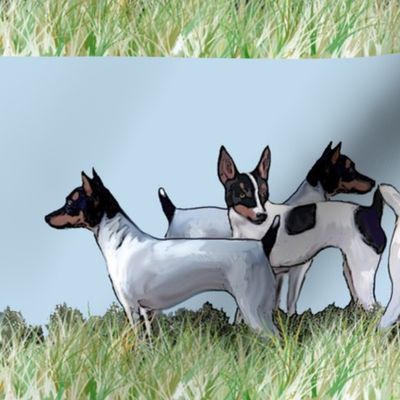 Toy Fox Terriers Group