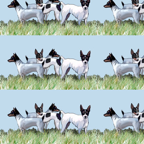 Toy Fox Terriers Group