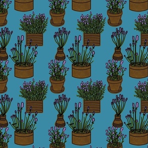 Potted Lavender with Lavenders on Blue