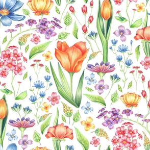 Wildflower walk -  Soft Colour Pencil Florals