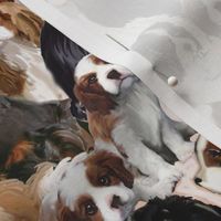 cavalier_spaniel_mural