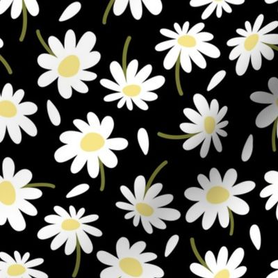 Chamomile flowers and petals / White flowers and petals on black background 