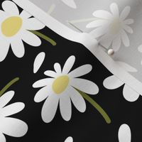 Chamomile flowers and petals / White flowers and petals on black background 
