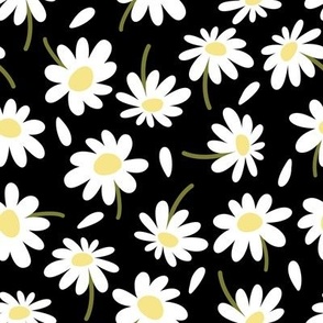 Chamomile flowers and petals / White flowers and petals on black background 