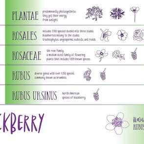 Taxonomy of a Blackberry - Muslin Baby Blanket