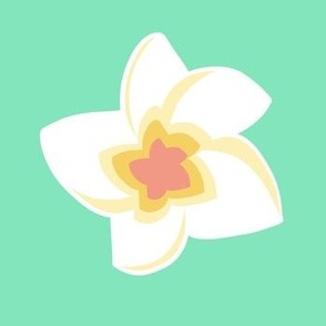 Plumeria Star Tropical Flowers | Green and White
