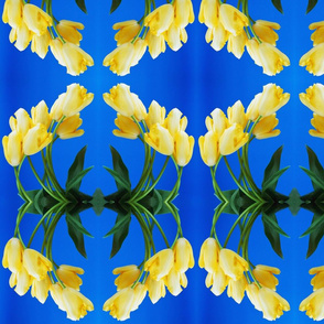 Yellow_tulip_on_a_bed_of_blue_photo_print_1