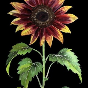sunflower on black large scale