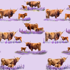 highland cows with babies in purple flower fields