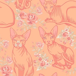 peach fuzz and sweet roses sphynx kitties