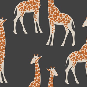 XL Giraffes on Dark Charcoal Grey Wallpaper