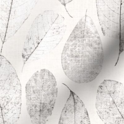 Dried Magnolia Leaves in greyscale with a hint of beige on off-white