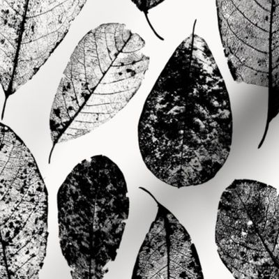 Dried Magnolia Leaves in black on white