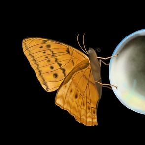 Butterfly on a Bubble