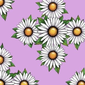 Lovely Daisies on pink background 
