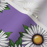 Lovely Daisies on lilac background 