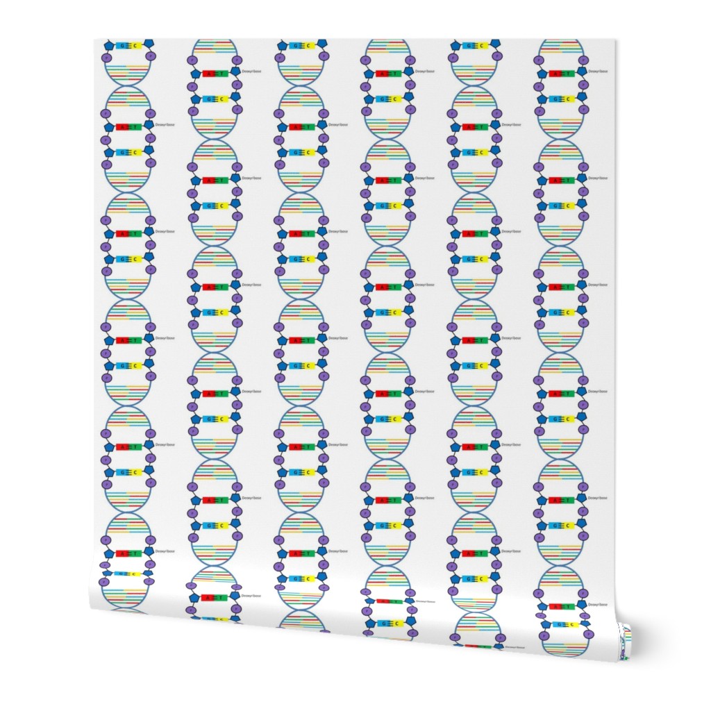 DNA with a little more detail